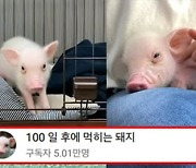 '100일 후 먹히는 돼지' 제작자 "실제 먹었는지 밝힐 수 없어..생명 소중함 알리려 제작"
