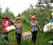 과일 수확 중인 북한 과일군 노동자들