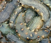 [알쏭달쏭 바다세상Ⅲ](32) 쫄깃한 식감에 진한 바다향..강장식품 해삼