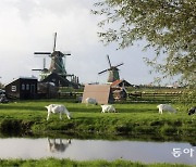 [바람개비]네덜란드 잔서스한스