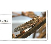 메뚜기과 곤충 '풀무치' 10번째 식용곤충으로 인정