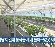 경남 아열대 농작물 재배 늘어..52곳 재배