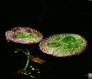 [포토친구] 풀잎에 맺힌 예쁜 빗방울