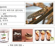메뚜기과 곤충 '풀무치' 식품원료로 인정..선식 등에 활용