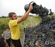 GEORGIA AGRICULTURE GRAPE HARVEST