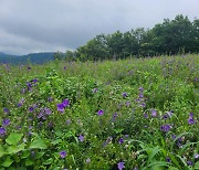 경남도농업기술원, 도라지 유기농재배 매뉴얼 2023년 완성