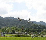 자연으로 날아가는 황새