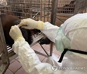 MALAYSIA ANIMALS SWAB TEST PANDEMIC COVID19 CORONAVIRUS