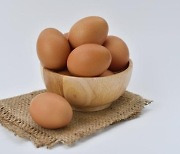 울산지역 생산 계란 안전성 검사 '적합'