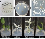 국립산림과학원, 유전자 가위 이용한 현사시나무 유전체 교정기술 보급