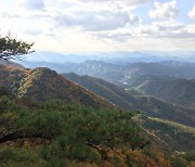 9월의 국유림 명품숲, 영월 '태화산 경관숲' 선정