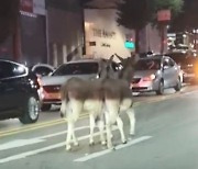 강남 한복판에 나타난 당나귀..탈출 5분 만에 포획