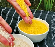 상업화에 20년 걸린 '황금쌀'