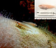 해송투명새우 등 서귀포 바다서 신종 생물 37종 발견