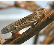 '단백질 보고' 풀무치 식용 곤충 인정