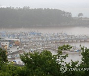 태풍 '찬투' 북상..폭우로 누렇게 변한 서귀포항