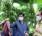 바나나 생육상황 살펴보는 허태웅 농촌진흥청장