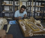 Egypt Whale Fossil