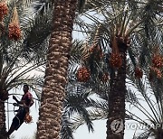 EGYPT AGRICULTURE DATES