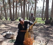EGYPT AGRICULTURE DATES