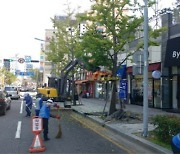 부산광역시, 은행나무 열매 조기 채취로 시민 불편 해소