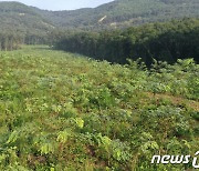 충남 보령 '밀원수' 시범단지, 전국 최우수 조림지 선정
