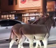 바깥 세상 그리웠나.. 강남 식당 당나귀들 또 탈출