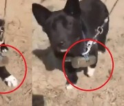 "운동 시키려" 3개월 된 강아지 목에 2kg 쇠망치 매단 주인