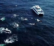 고래 100여마리 배 둘러싸..보기드문 현상 호주 앞바다서 포착