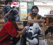 INDONESIA ANIMALS RABIES VACCINATION