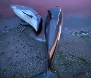 Faeroe Islands Dolphins