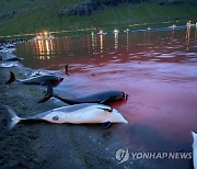 Faeroe Islands Dolphins