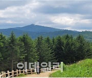 용평리조트,  숲속 힐링 명소 '애니포레' 17일 개장