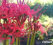 홍성 제1회 꽃무릇 축제 18일 개막..가을향기 물씬