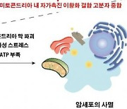 韓 연구진, 암세포만 골라 죽이는 인공단백질 개발