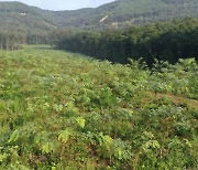 충남 보령 밀원숲, 산림청 '최우수 조림지'에 선정