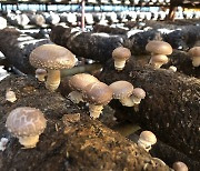 고품질의 표고버섯 국산 품종, 보급 확대 박차