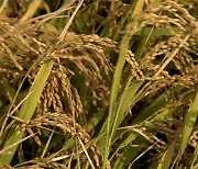공공비축 쌀 매입량 45만t으로 확대..2023년 소비기한 표시제