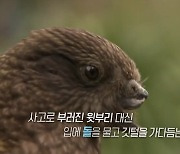 [애피소드] 윗부리 잃은 '장애' 앵무새는 어떻게 살아갈까?