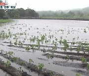 [특보] 폭우에 농작물 피해 우려..서귀포시 대정읍 상황은?