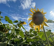 A sea of sunflowers surrounds Horogoru Fortress