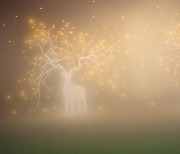 [MBN이 만난 작가] '제주도의 흰 사슴'을 빛으로 담은 이정록