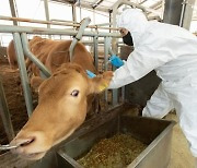 청주시, 소·염소 구제역 백신 일제 접종