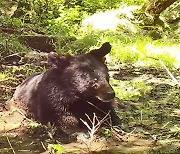 진흙 목욕하는 반달가슴곰..카메라에 첫 포착