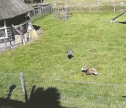 매 공격받은 닭 도우려 달려든 같은 농장 수탉·염소의 의리 [양상]