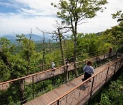 용평리조트, 숲속 힐링 공간 '애니 포레' 17일 오픈