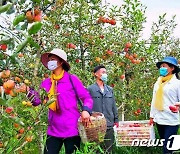 '사과따기' 한창인 북한 농장 "풍요한 작황"