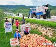사과 수확 중인 북한 주민들.."과일대풍 안아올 열의 밑에 투쟁"