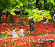 보령 성주산자연휴양림, 가을 여는 진홍색 '꽃무릇' 물결