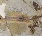 '봉황'이라 불러다오..몸보다 1.5배 긴 꼬리, 새 화석 발견